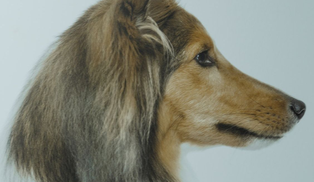 North East Animal Laser Solutions