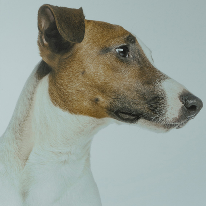 North East Animal Laser Solutions