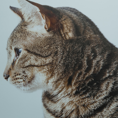 North East Animal Laser Solutions