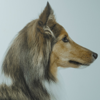 North East Animal Laser Solutions