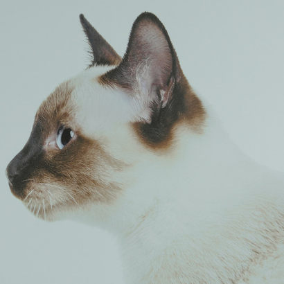 North East Animal Laser Solutions