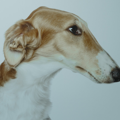 North East Animal Laser Solutions