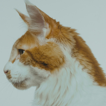 North East Animal Laser Solutions