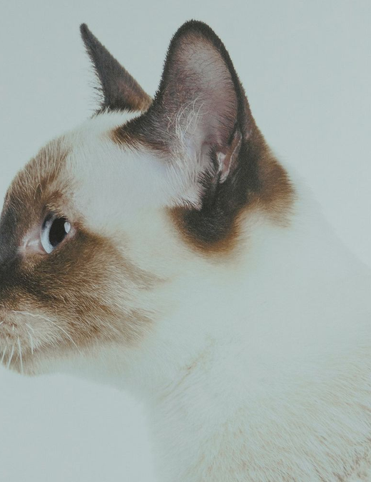 North East Animal Laser Solutions