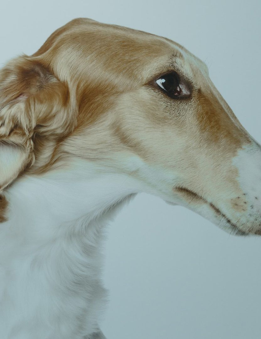 North East Animal Laser Solutions