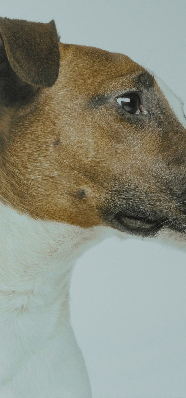 North East Animal Laser Solutions
