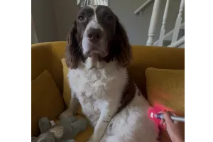 The Pet Relief Laser Clinic