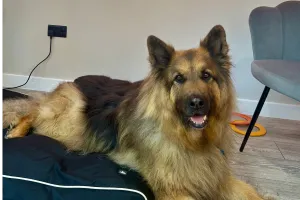 The Pet Relief Laser Clinic