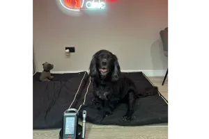 The Pet Relief Laser Clinic