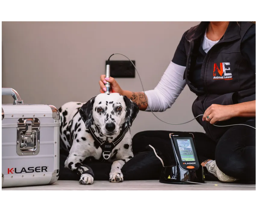 dalmation k-laser therapy arthritis
