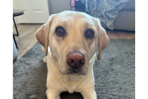 The Pet Relief Laser Clinic