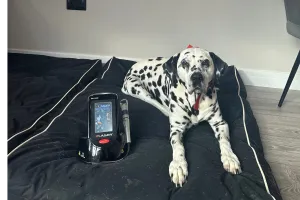 The Pet Relief Laser Clinic