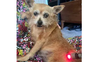 The Pet Relief Laser Clinic