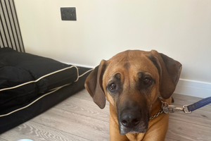 The Pet Relief Laser Clinic