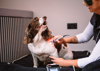 The Pet Relief Laser Clinic