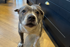 The Pet Relief Laser Clinic