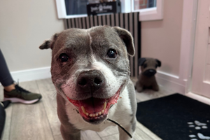 The Pet Relief Laser Clinic