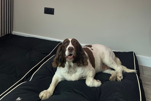 The Pet Relief Laser Clinic