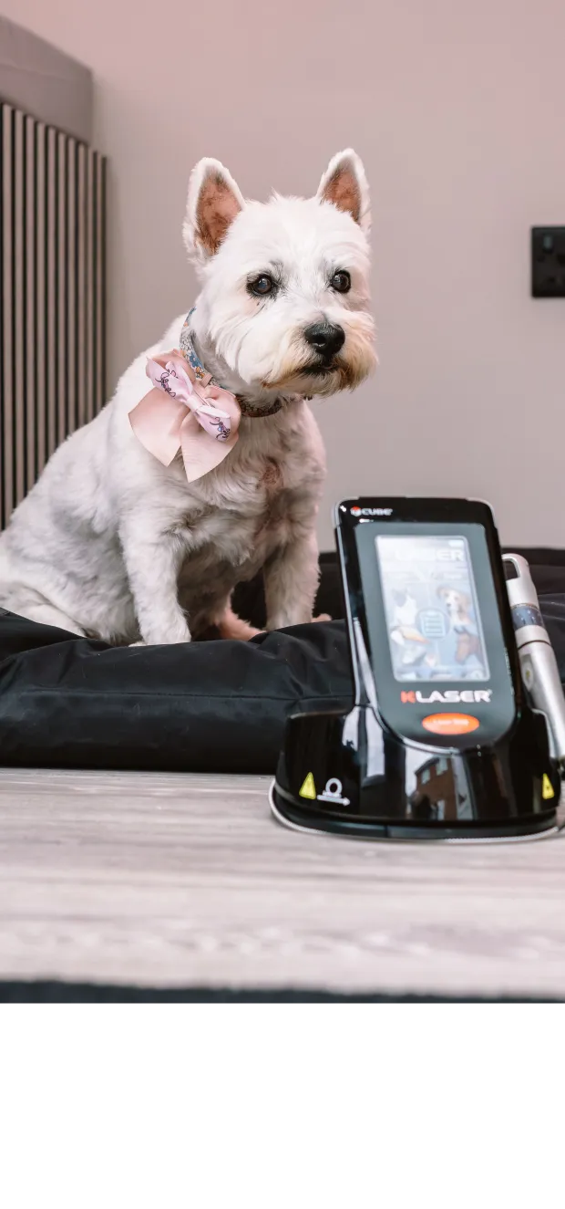 k-laser dog arthritis treatment