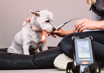 The Pet Relief Laser Clinic